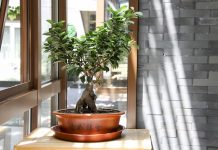 Drzewka bonsai - jak zacząć?