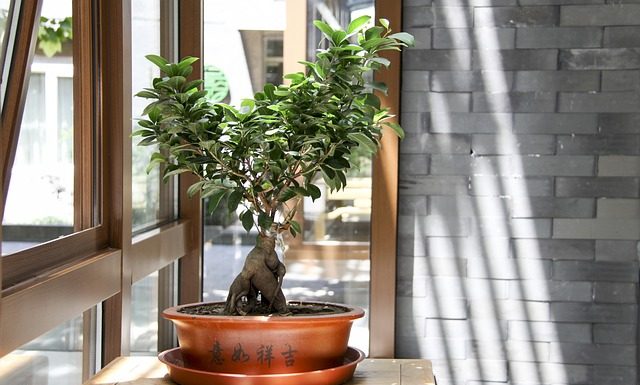 Drzewka bonsai – jak zacząć? Drzewka bonsai - jak zacząć?