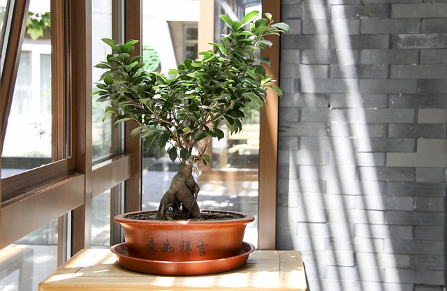 Drzewka bonsai - jak zacząć?