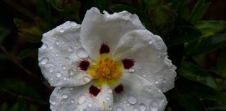 Czy czystek uspokaja?