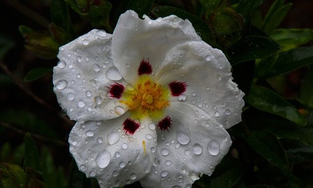 Czy czystek uspokaja? Czy czystek uspokaja?