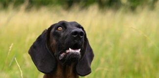 Na jakich koszulkach nie widać potu?