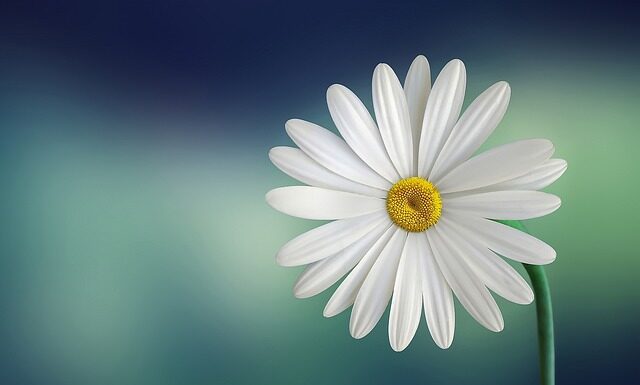 Co zrobić żeby płatki róż nie zwiędły?