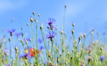 Po której stronie guziki damskie? Po której stronie guziki damskie?