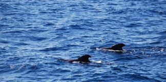 Czego nie można robić przed morsowaniem?