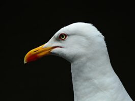 Ile czasu idzie się na Morskie Oko?