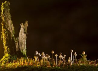 Jakie są rodzaje zegarków?