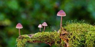 Jakie są rodzaje płaszczy?