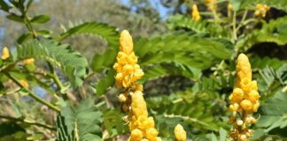 Czy trzeba wyrzucić buty po grzybicy?