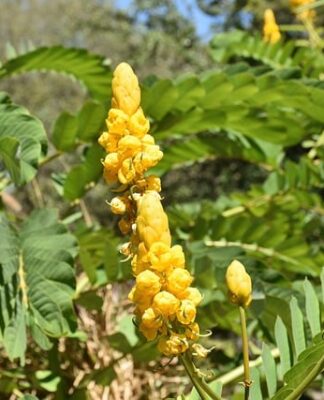 Czy trzeba wyrzucić buty po grzybicy?