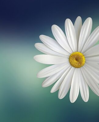 Czym zalać płatki róż?