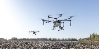 Po czym poznać bawełnę?