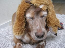 Jaki czepek pod perukę?