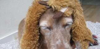 Jaki czepek pod perukę?