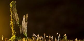 Jakie są rodzaje bawełny?