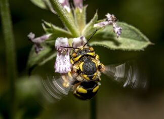 Gdzie kupić dobry wełniany płaszcz?