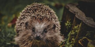 Jak wygląda ostrogą piętową Górna?