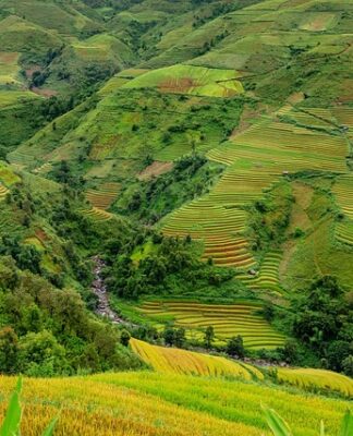 Kto sypie ryżem na ślubie?