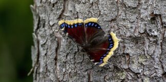 Jak dobrze wyglądać w płaszczu?