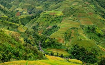 Dlaczego ryż na ślubie?