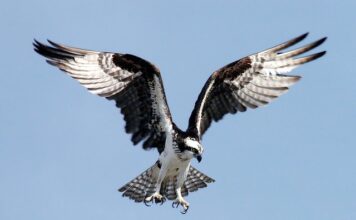 Co zrobić żeby nie było widać plam pod pachami?