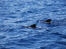 Jak się ogrzać po morsowaniu?