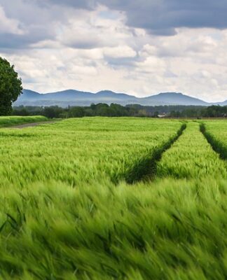 Czy Amol jest dobry na zatoki?