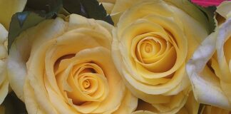 Jak zrobić samemu podziękowania dla gości?