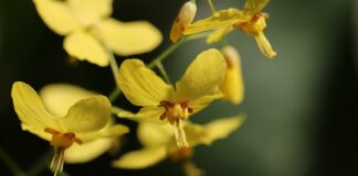 Jakie skarpetki do szarych spodni i czarnych butów?