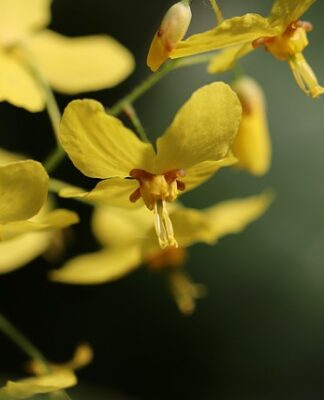 Jakie skarpetki do szarych spodni i czarnych butów?