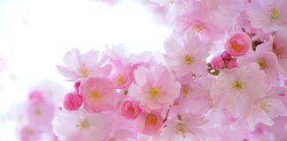 Jaka roślina przyciąga pieniądze?