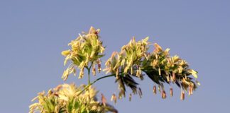 Jak wygląda uczulenie na rękawiczki lateksowe?