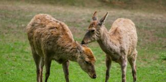 Jaki szal do czarnego płaszcza męskiego?