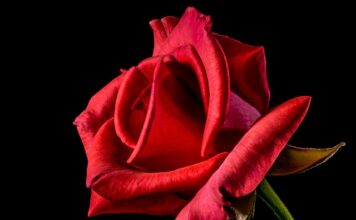 Co symbolizuje czerwona podwiązka?