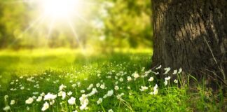 Jakie kwiaty przynoszą szczęście na ślub?