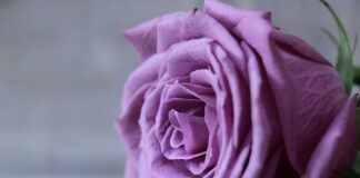 Z jakiej róży można zrobić herbatę?