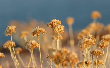 Co się pisze na nieśmiertelniku?