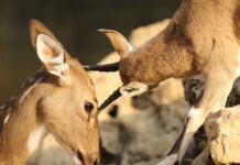 Jak szybko wyleczyć otarcia na piętach? Jak szybko wyleczyć otarcia na piętach?