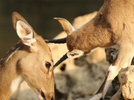 Jak szybko wyleczyć otarcia na piętach?