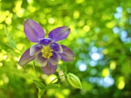 Po co Czepek pod perukę?