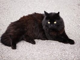 Czy skarpety z angory są ciepłe?