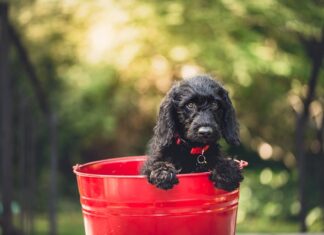 Gdzie wyrzucić stare wiadro plastikowe?