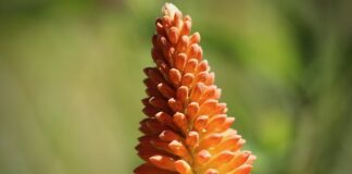 Czy wypada iść w kozakach na sylwestra?