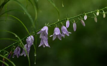 Z jakich płatków róż robi się dżem?