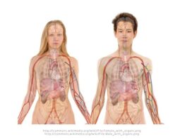 Po czym poznać że nerki są chore?