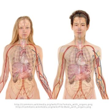 Po czym poznać że nerki są chore? Po czym poznać że nerki są chore?