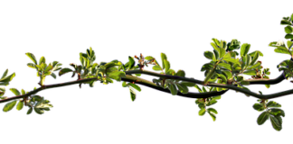 Dlaczego ciągle mam zatkany nos?