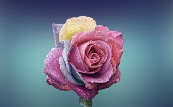 Ile wytrzyma róża w wodzie?