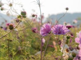 Jak nosić prześwitujące bluzki?