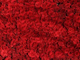 Do jakiej wody włożyć róże?